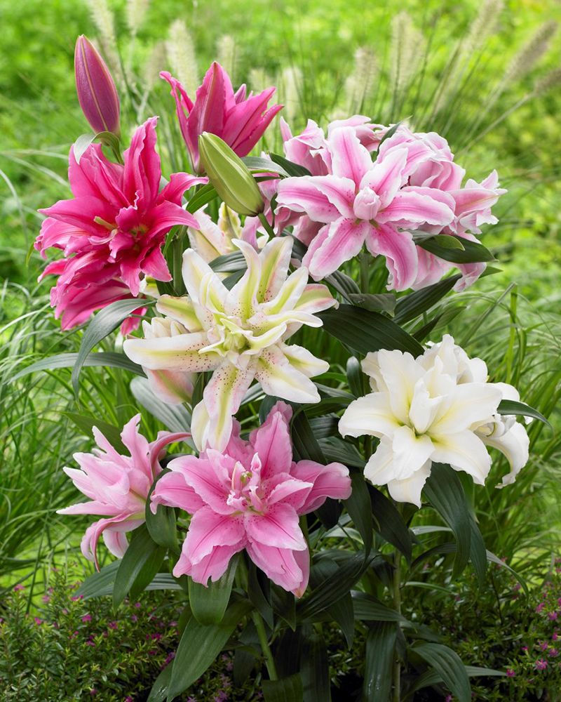 Garden Plants