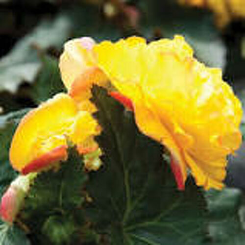 Begonia Non Stop Yellow With Red Back