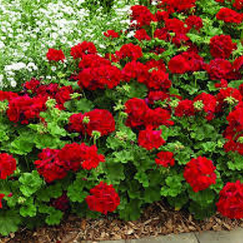 Geranium Calliope Dark Red