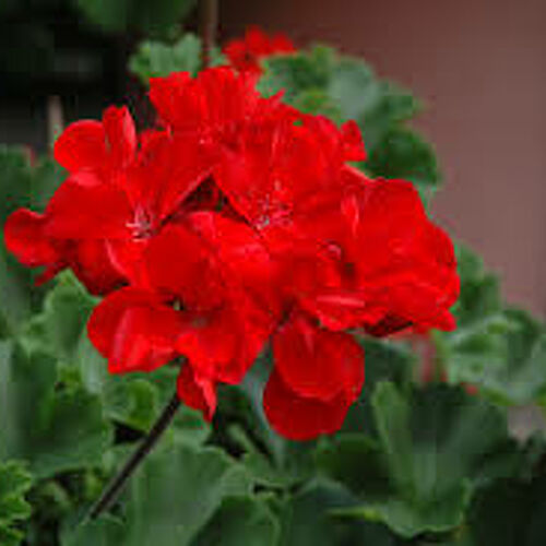 Geranium Tango Dark Red