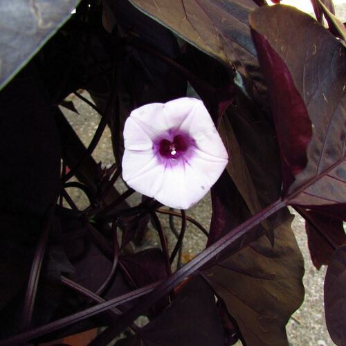 Ipomoea Jet Black