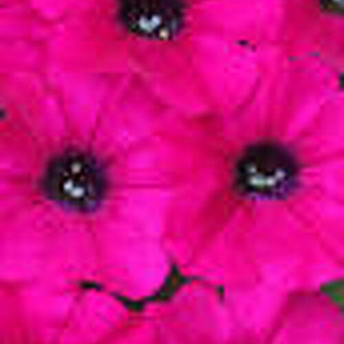 Petunia Powerhouse Purple